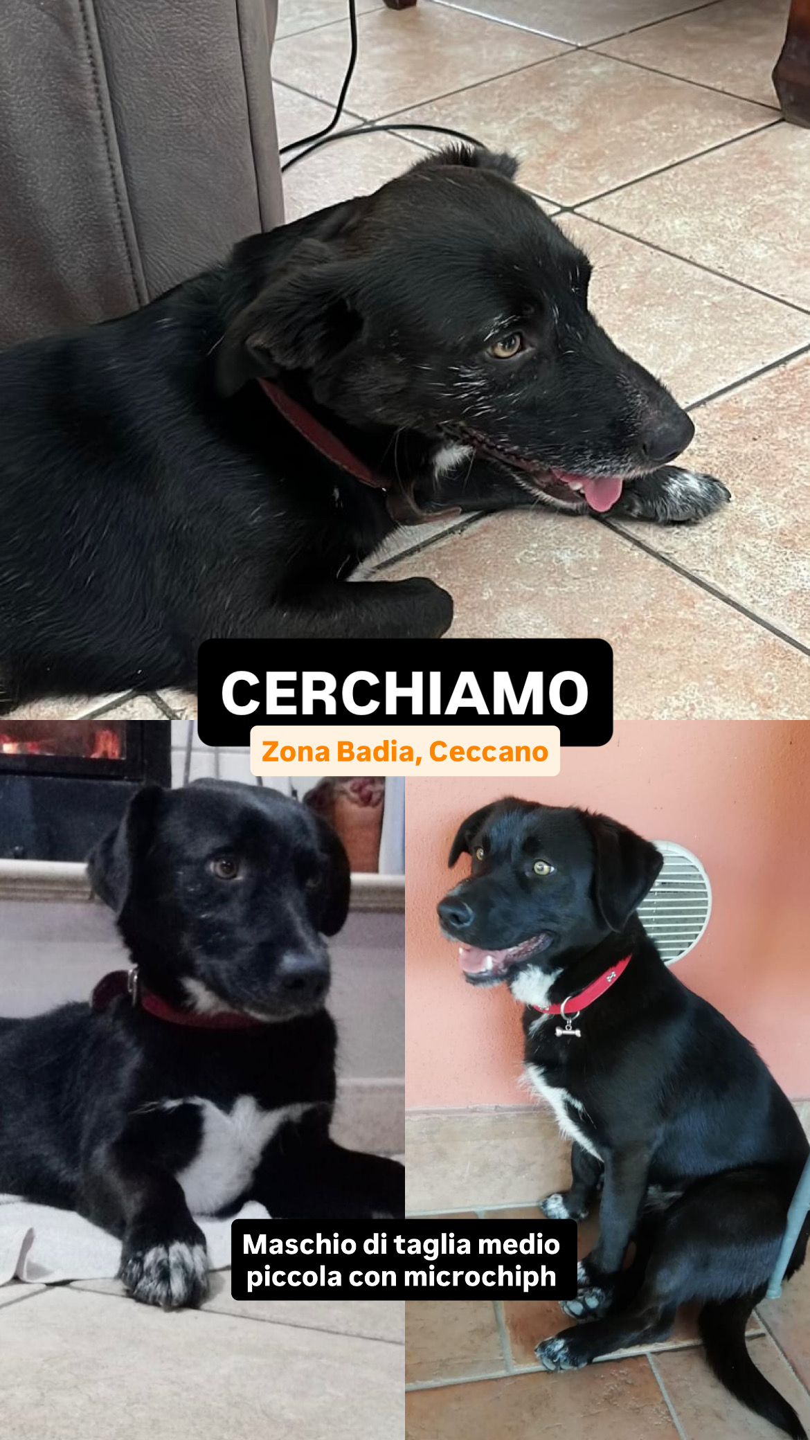 LOST PET - Cane (Meticcio simil Labrador ) Colore: Nero con macchia bianca sul petto