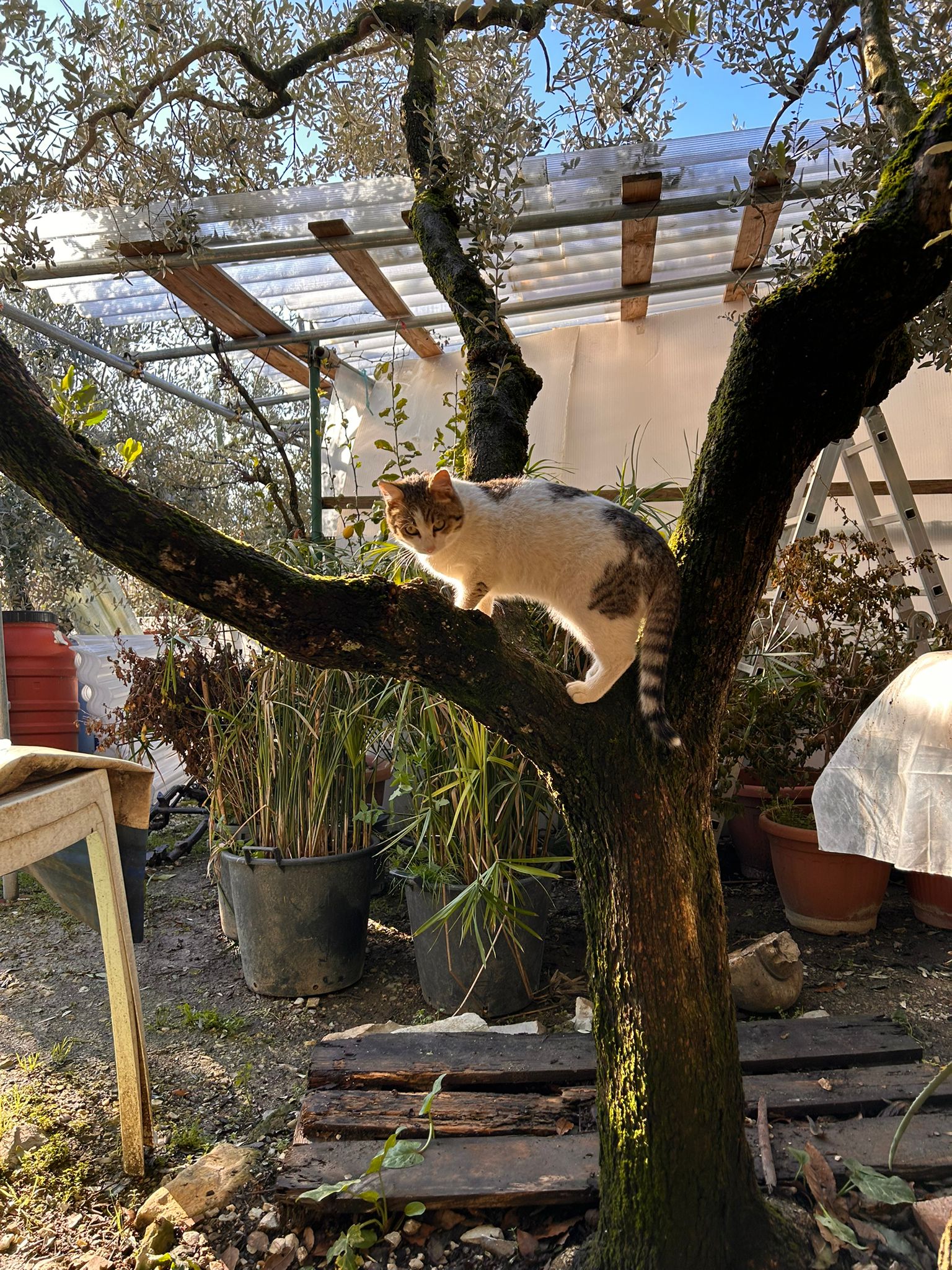 PERSO - Gatto Martina (Incrocio con gatto europeo) Colore: Bianco con testa, coda e macchie tigrate