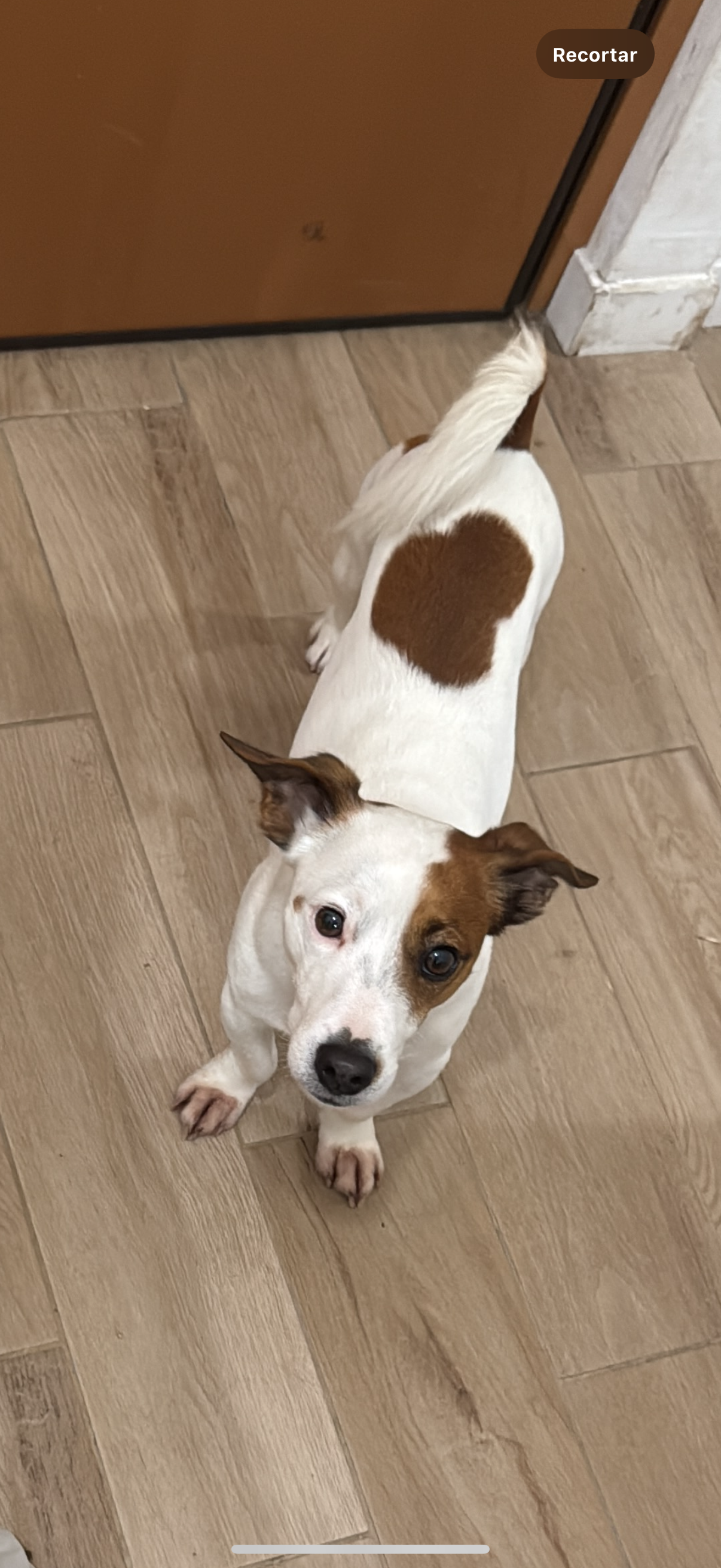 PERSO - Cane Rocket  (Jack rusell) Colore: Bianco con marrone 